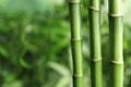 Green bamboo stems on blurred background with space Royalty Free Stock Photo