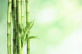Green bamboo stems on blurred background Royalty Free Stock Photo