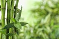 Green bamboo stems on blurred background. Space for text Royalty Free Stock Photo