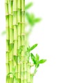 Green bamboo stems Royalty Free Stock Photo