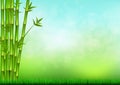 Green bamboo stems and grass background Royalty Free Stock Photo