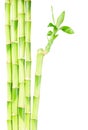 Green bamboo stems Royalty Free Stock Photo