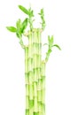 Green bamboo stems Royalty Free Stock Photo