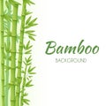 Green bamboo stems with green leaves on a white background. Vector illustration Royalty Free Stock Photo