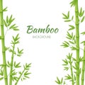 Green bamboo stems with green leaves on a white background. Royalty Free Stock Photo