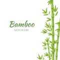 Green bamboo stems with green leaves on a white background. Vector. Royalty Free Stock Photo