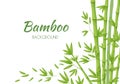 Green bamboo stems with green leaves on a white background. Royalty Free Stock Photo