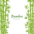 Green bamboo stems with green leaves on a white background. Royalty Free Stock Photo