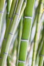 Bright green bamboo stems background Royalty Free Stock Photo