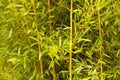 Green bamboo stems Royalty Free Stock Photo