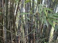 Green bamboo sticks growing in the forest Royalty Free Stock Photo