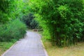 Green bamboo Royalty Free Stock Photo