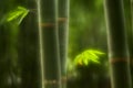 Green bamboo