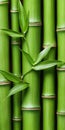 Green Bamboo Texture, Organic Background Closeup. Zen Pattern With Exotic Foliage, Green Backdrop. Royalty Free Stock Photo