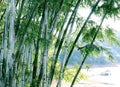Green bamboo tree Royalty Free Stock Photo