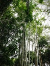 green bamboo tree covered with charming small leaves Royalty Free Stock Photo