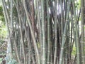 Green bamboo tree in the forest in India