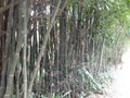 Green bamboo tree near the road in India