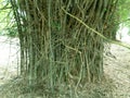 Green bamboo tree nature Royalty Free Stock Photo