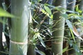 Green bamboo tree forest Royalty Free Stock Photo