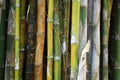 Green bamboo tree Royalty Free Stock Photo