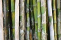 Green bamboo tree Royalty Free Stock Photo