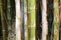 Green bamboo tree Royalty Free Stock Photo