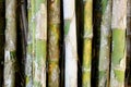 Green bamboo tree Royalty Free Stock Photo