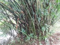 green bamboo tree with leaves in the forest in rainy weather, India