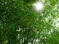 Green Bamboo tree with sun light. Royalty Free Stock Photo