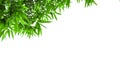 Green bamboo tree top leaves isolated with copy space and with clipping paths Royalty Free Stock Photo