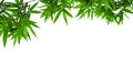 Green bamboo tree top leaves isolated with copy space and with clipping paths Royalty Free Stock Photo