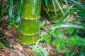 Green bamboo tree trunks in grass