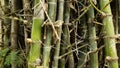 Green bamboo tree variant, more sturdy and easy to process as traditional home materials