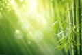 Green bamboo trees against blue sunrays Royalty Free Stock Photo