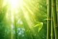 Green bamboo trees against blue sunrays Royalty Free Stock Photo