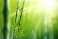 Green bamboo trees against blue sunrays Royalty Free Stock Photo