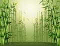 Green bamboo trees background inside the forest