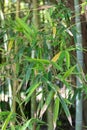 Green bamboo trees in bamboo grove in sun light Royalty Free Stock Photo
