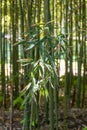 Green bamboo trees in bamboo grove in sun light Royalty Free Stock Photo