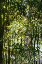 Green bamboo trees in bamboo grove in sun light Royalty Free Stock Photo