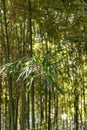 Green bamboo trees in bamboo grove in sun light Royalty Free Stock Photo