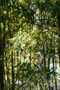 Green bamboo trees in bamboo grove in sun light Royalty Free Stock Photo