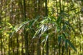 Green bamboo trees in bamboo grove in sun light Royalty Free Stock Photo