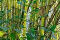 Green bamboo trees with green leaves Royalty Free Stock Photo