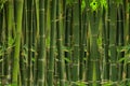 Green bamboo wall texture background Royalty Free Stock Photo