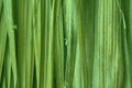 Green Bamboo wall texture background. wooden texture Royalty Free Stock Photo