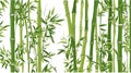 Green bamboo on a white background. The bamboo is tall and slender, with long, green leaves Royalty Free Stock Photo