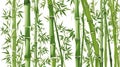 Green bamboo on a white background. The bamboo is tall and slender, with long, green leaves Royalty Free Stock Photo