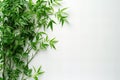 Green bamboo with a white background, isolated on the left side of the screen. the plants have leaves and roots, creating an eleg Royalty Free Stock Photo